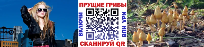KRAKEN Ессентукская Галлюциногенные грибы мицелий